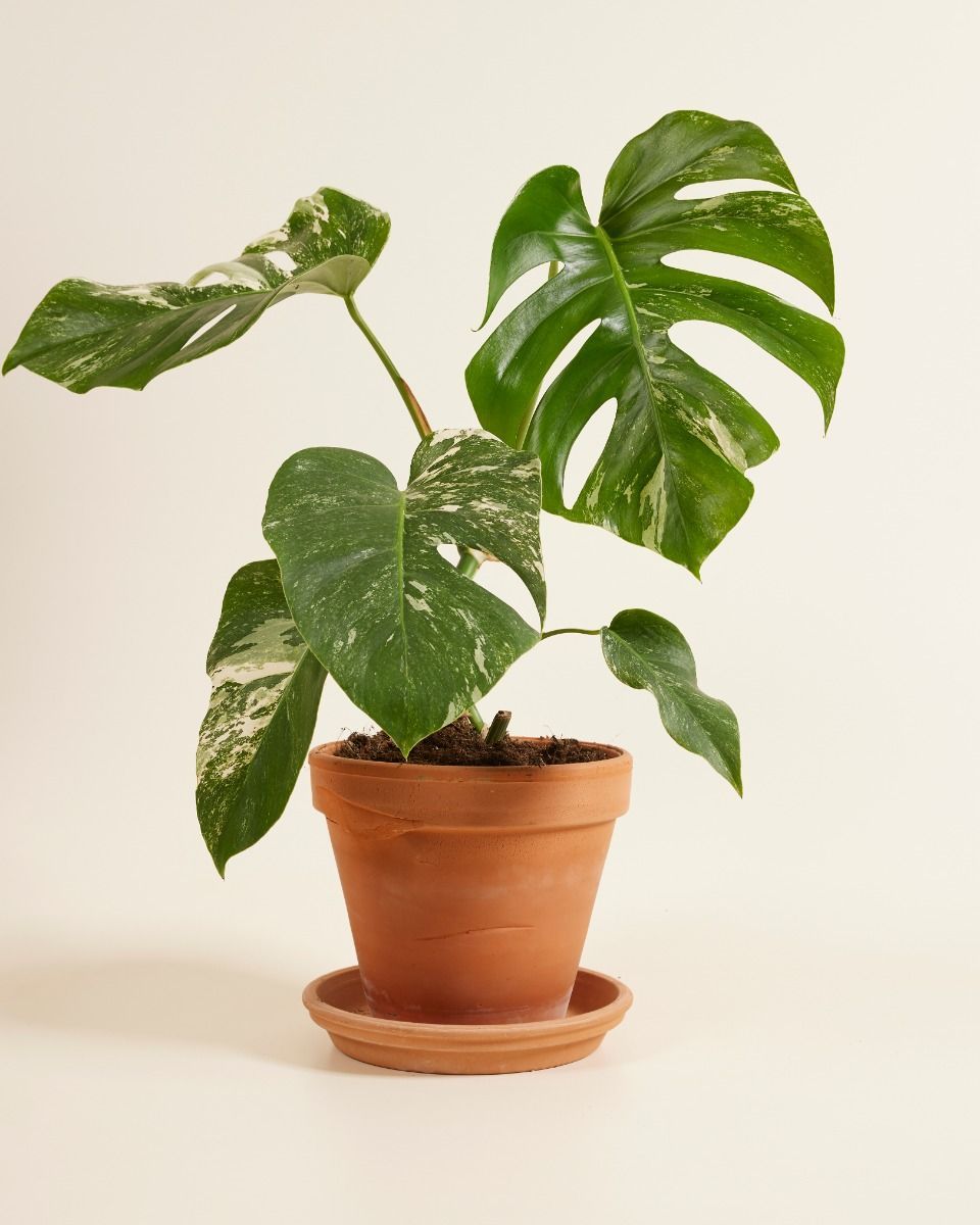 Monstera Fensterblatt Deliciosa Variegata (B-grade)