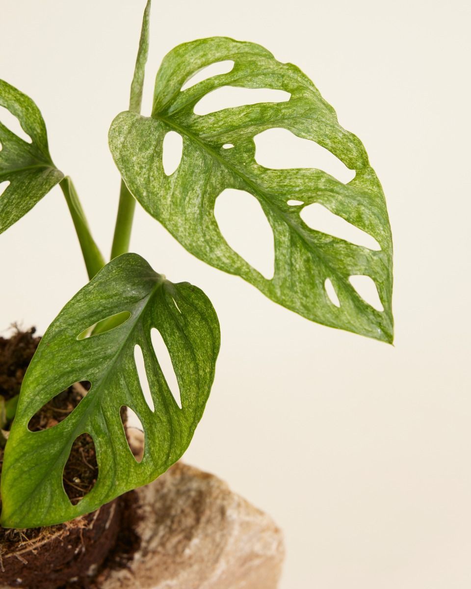 Monstera Fensterblatt Adansonii Mint