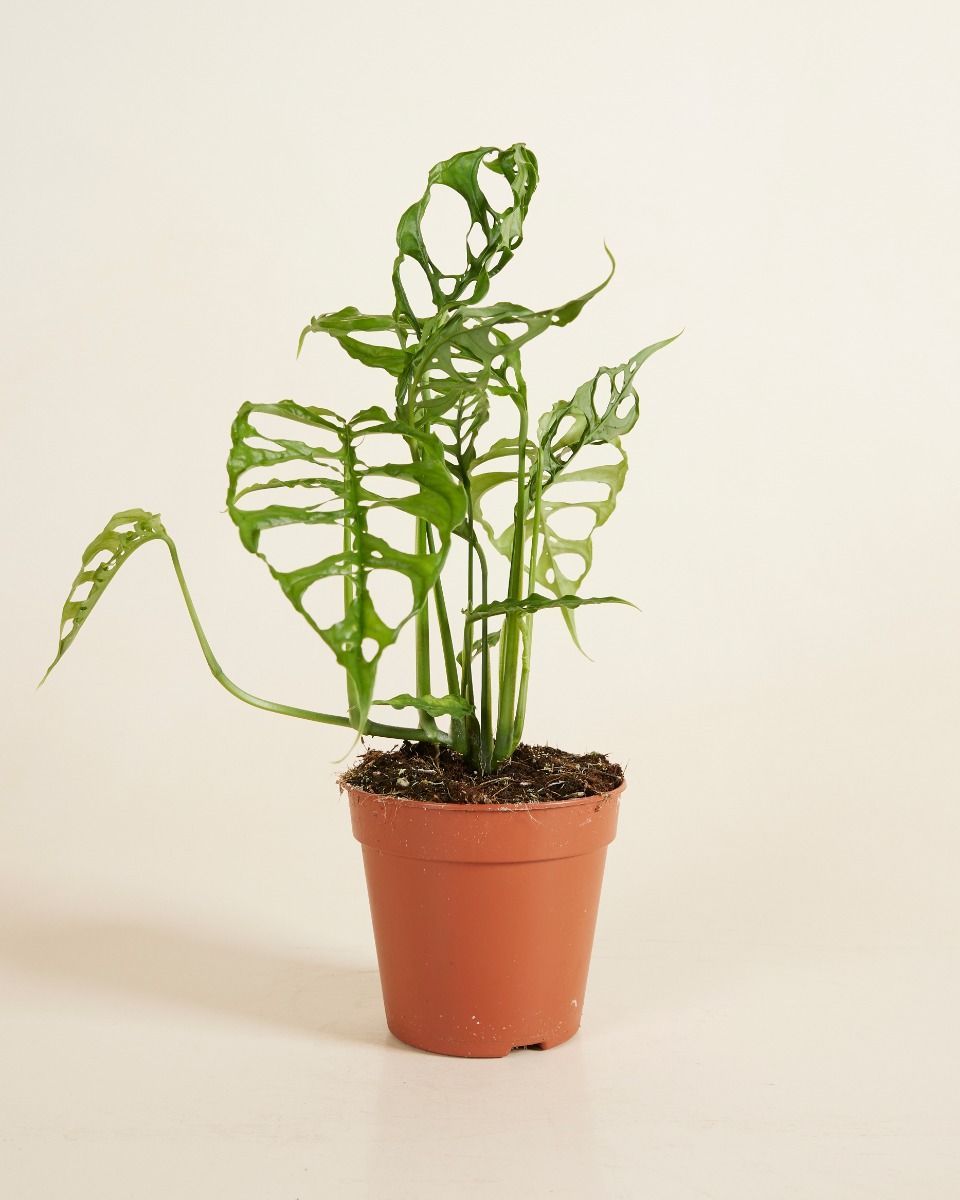 Monstera Fensterblatt Obliqua 