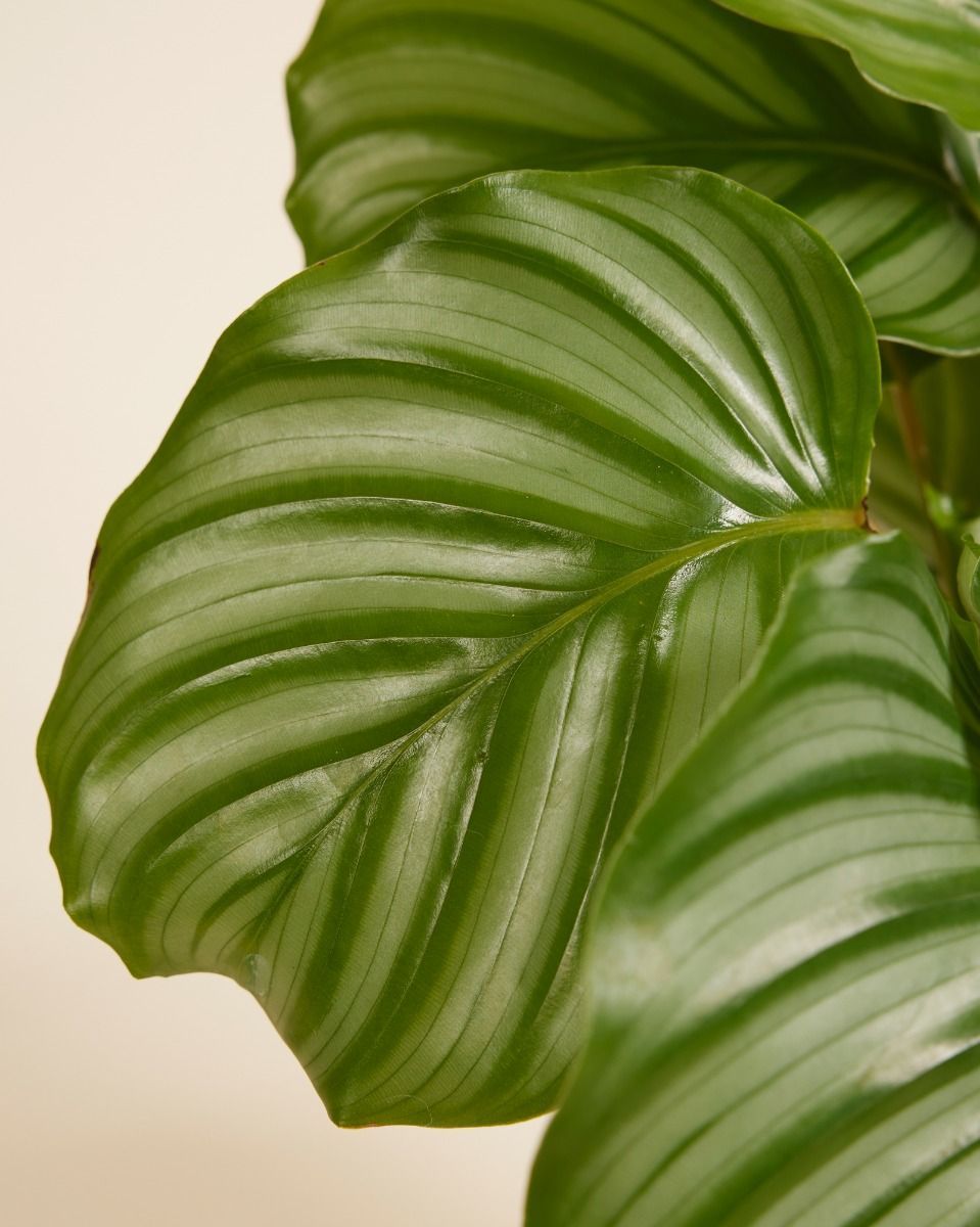 Calathea Pfeilwurze Orbifolia