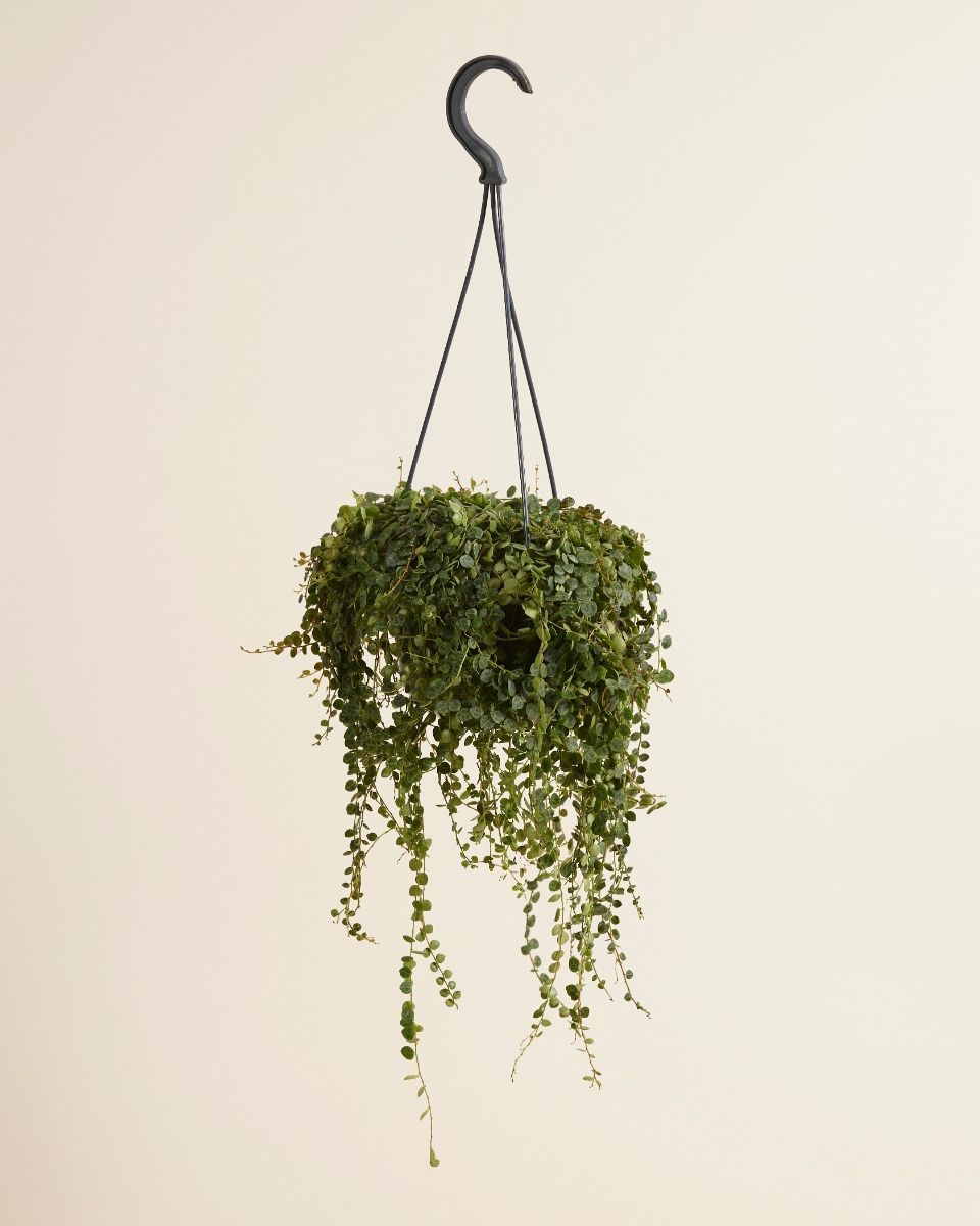 Peperomia Zwergpfeffer Prostrata