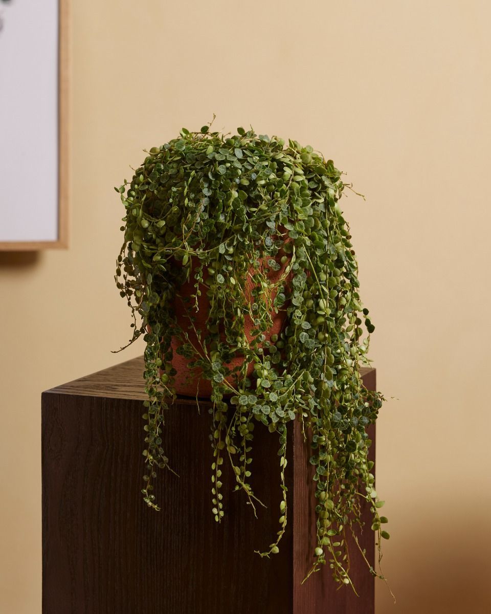 Peperomia Zwergpfeffer Prostrata