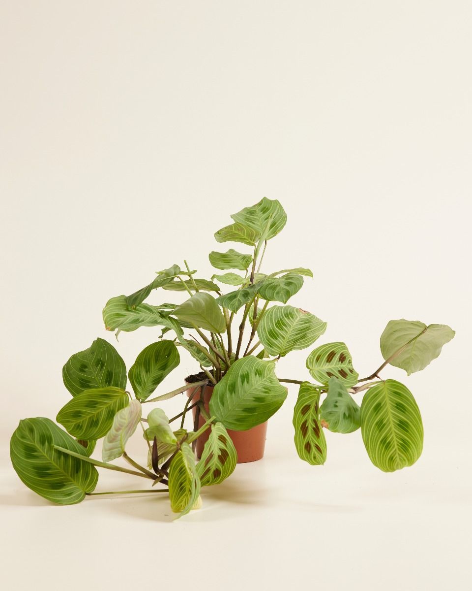 Maranta Gebetspflanze Light Veins