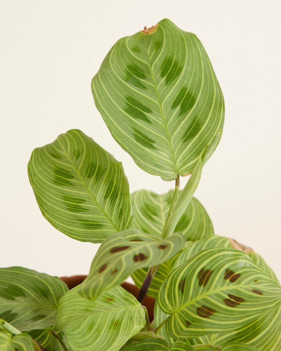Maranta Gebetspflanze Light Veins