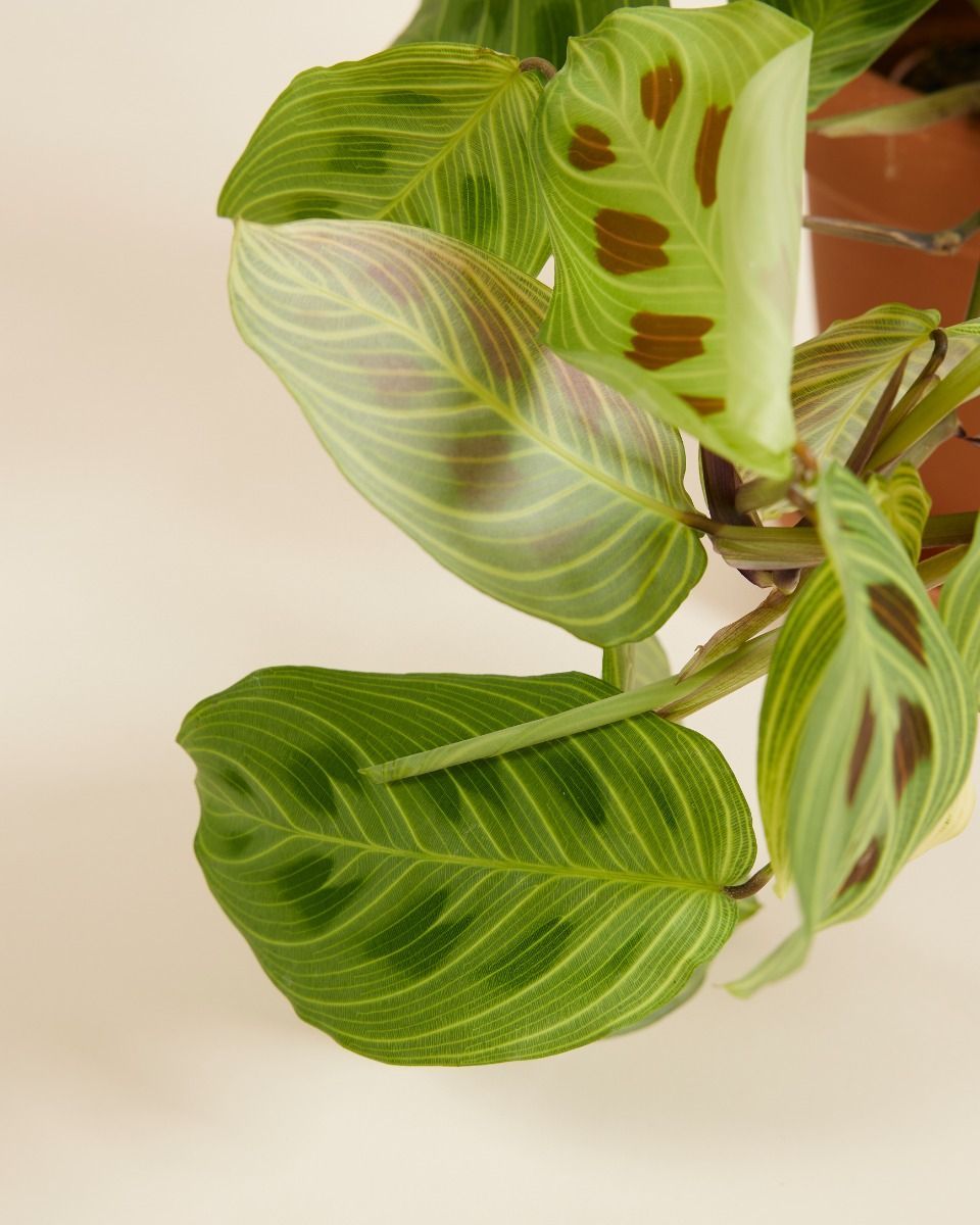 Maranta Gebetspflanze Light Veins