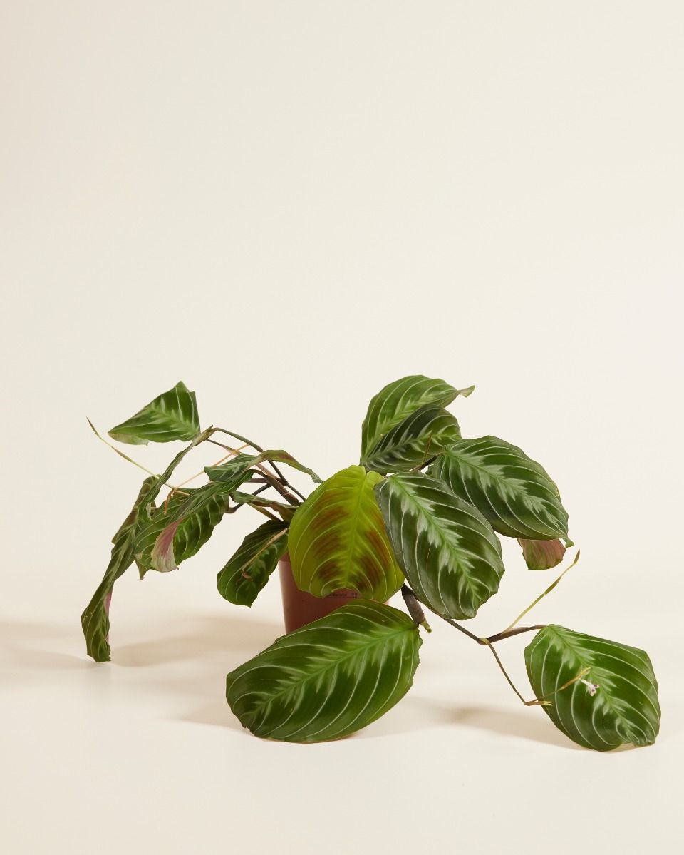 Maranta Gebetspflanze Cat Moustache (NoID)