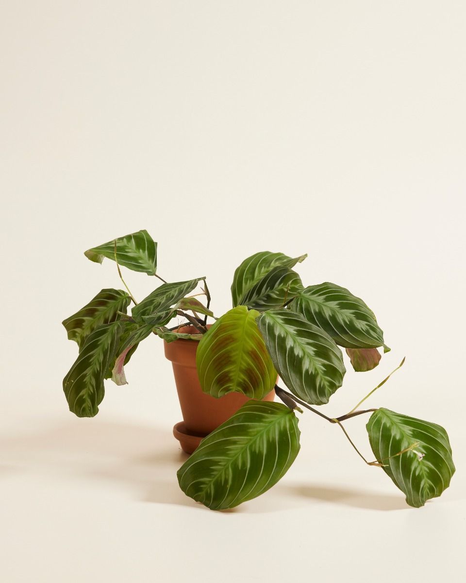 Maranta Gebetspflanze Cat Moustache (NoID)
