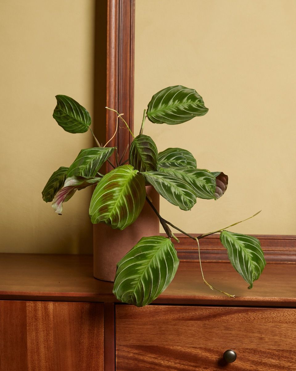 Maranta Gebetspflanze Cat Moustache (NoID)