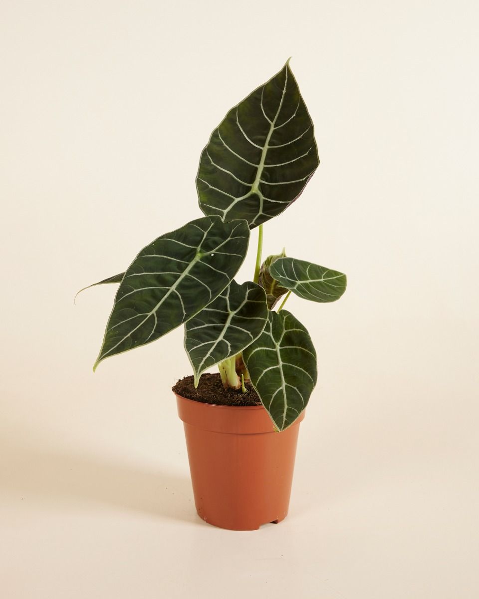 Alocasia Elefantenohr Watsoniana