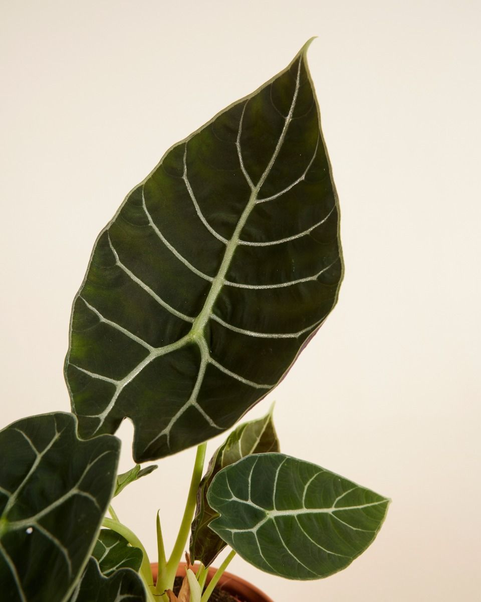 Alocasia Elefantenohr Watsoniana
