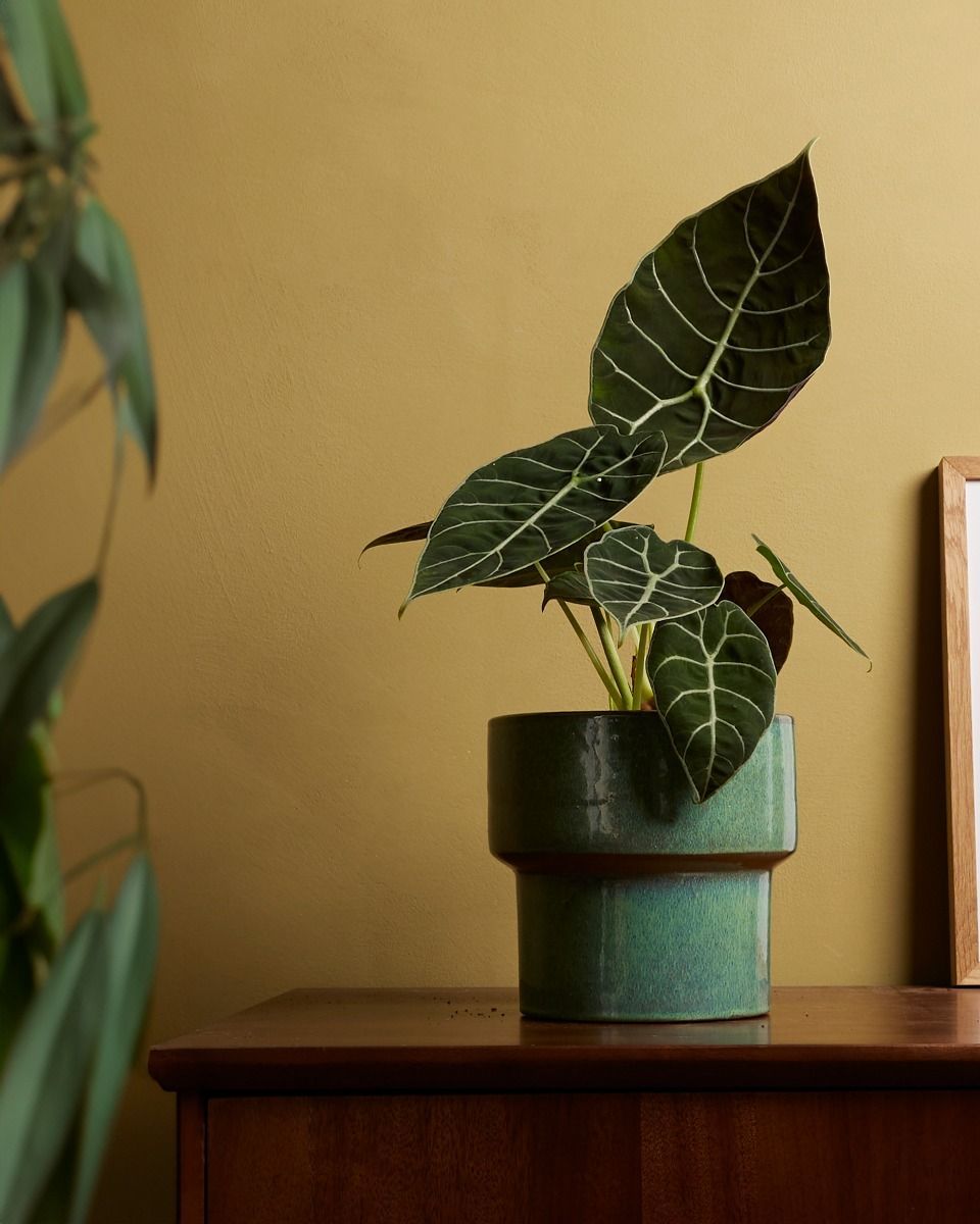 Alocasia Elefantenohr Watsoniana