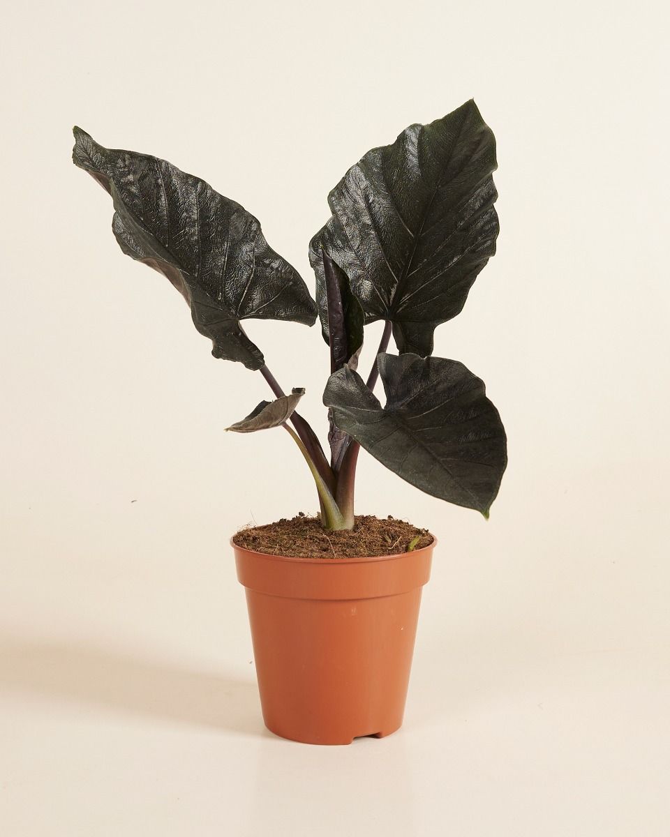 Alocasia Elefantenohr Antoro