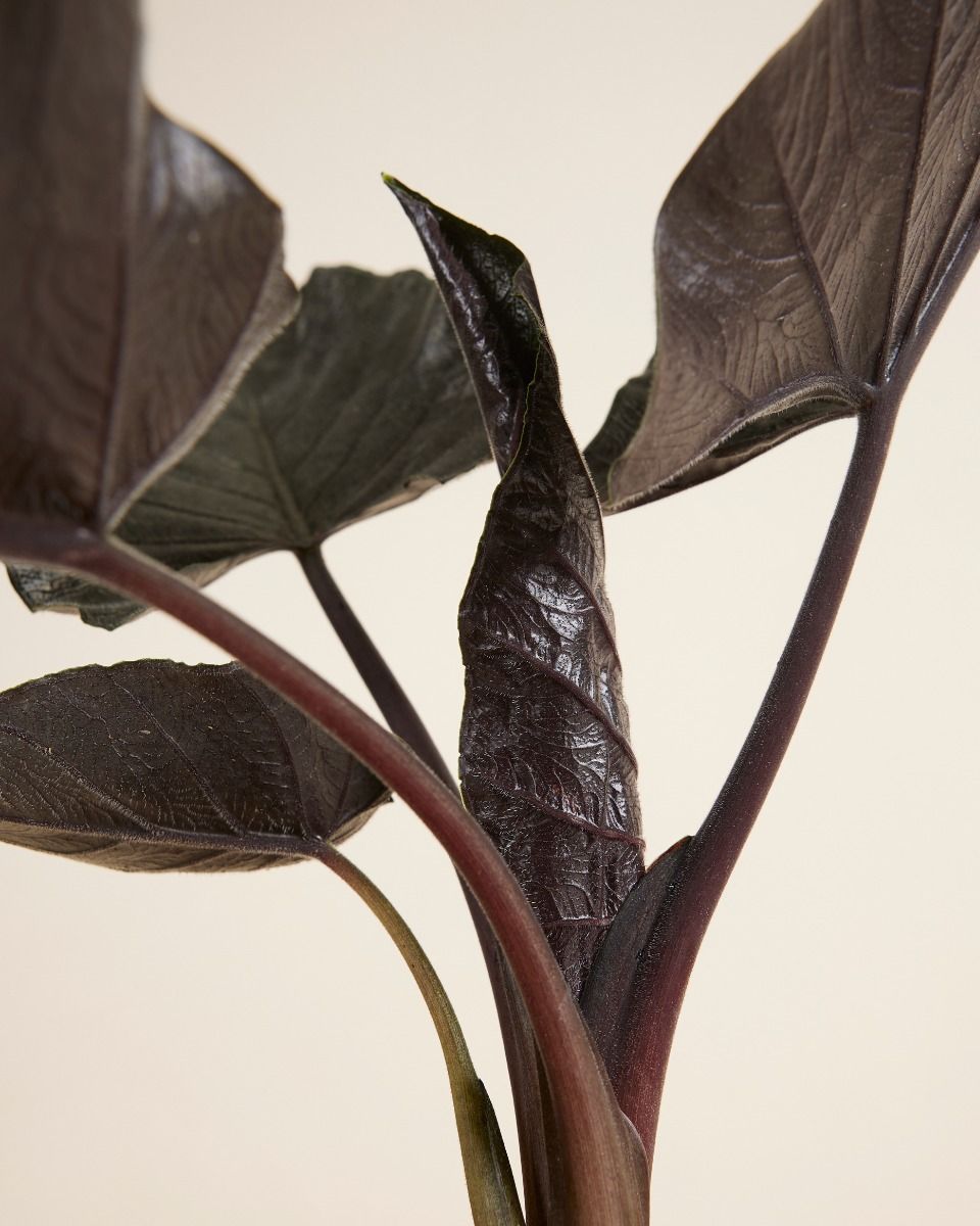Alocasia Elefantenohr Antoro