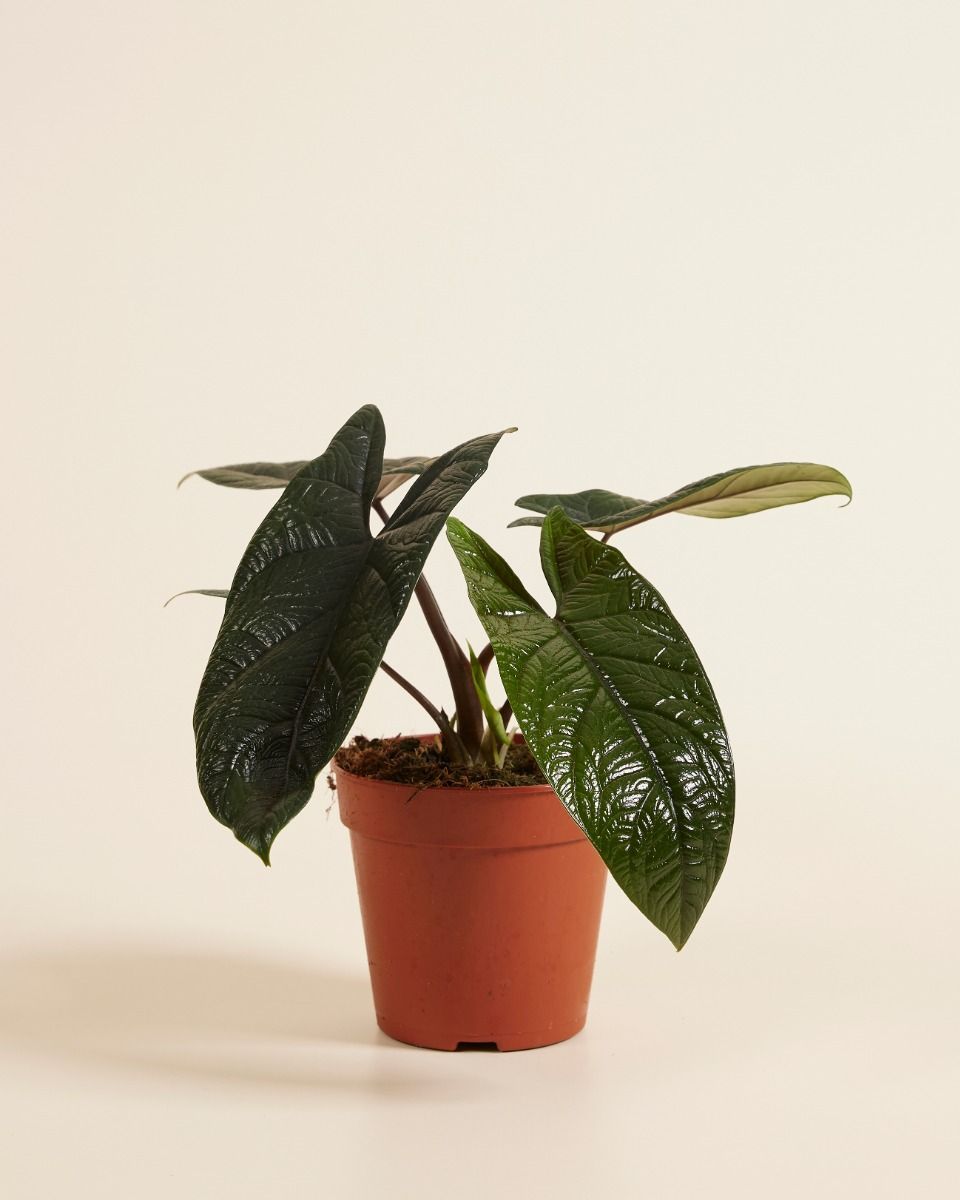Alocasia Elefantenohr Scalprum