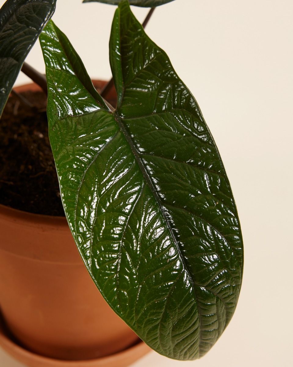 Alocasia Elefantenohr Scalprum