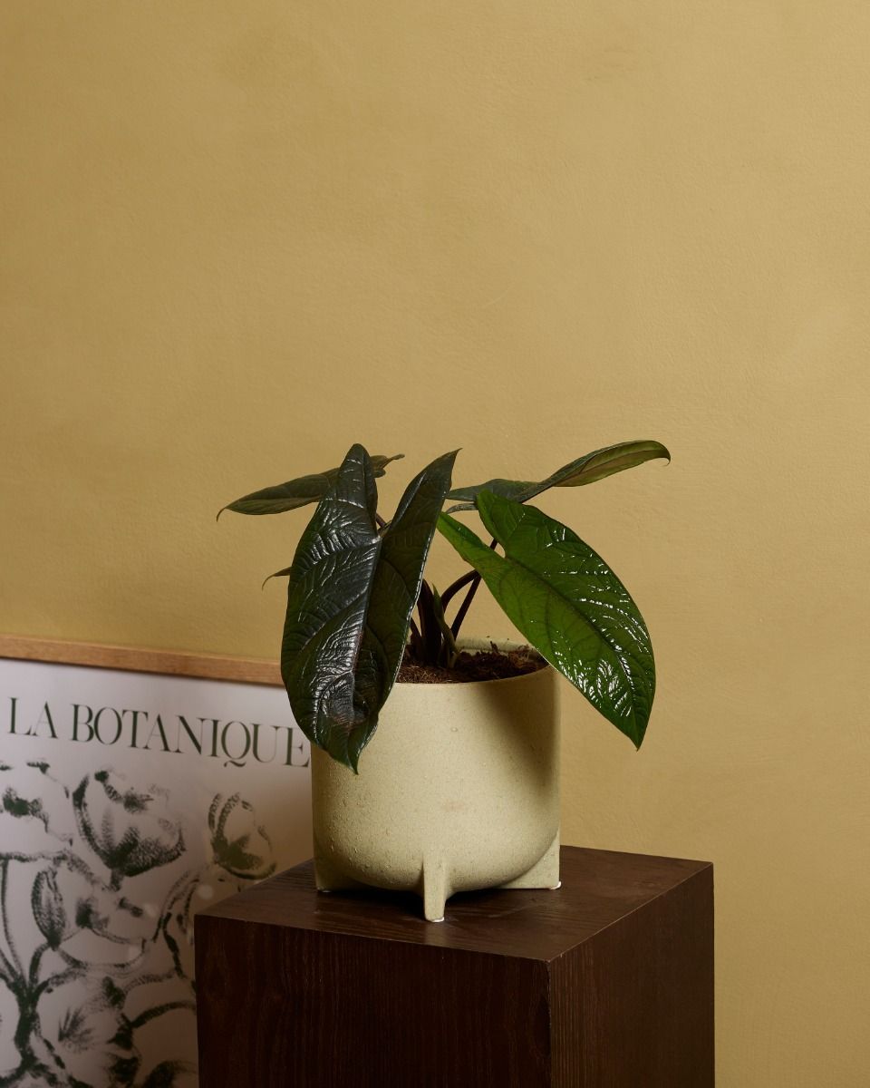 Alocasia Elefantenohr Scalprum
