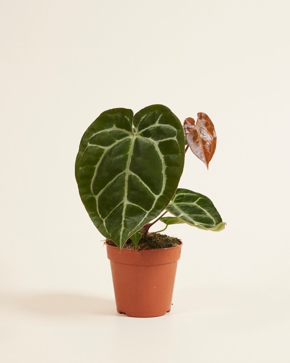Anthurium Flamingoblumen Crystallinum