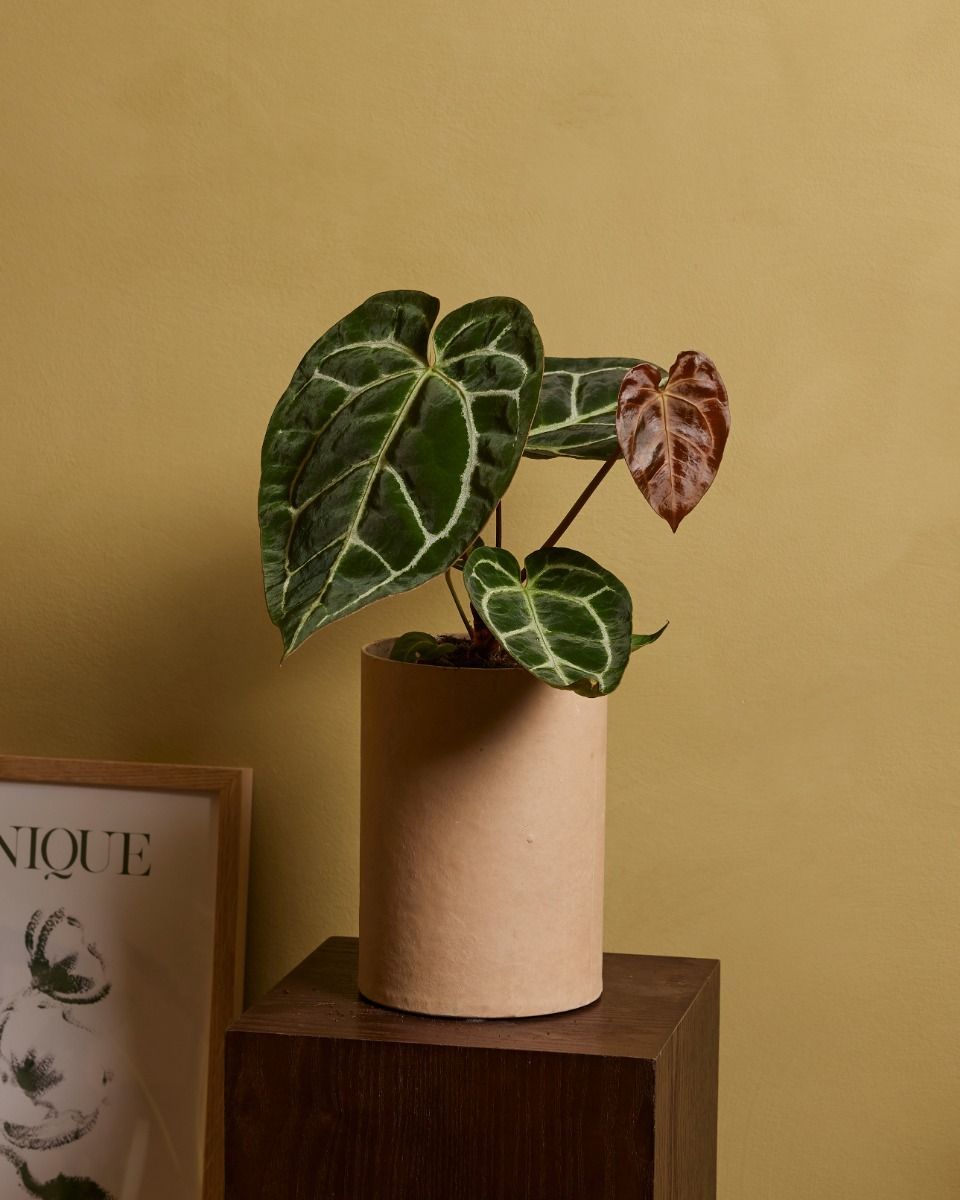Anthurium Flamingoblumen Crystallinum