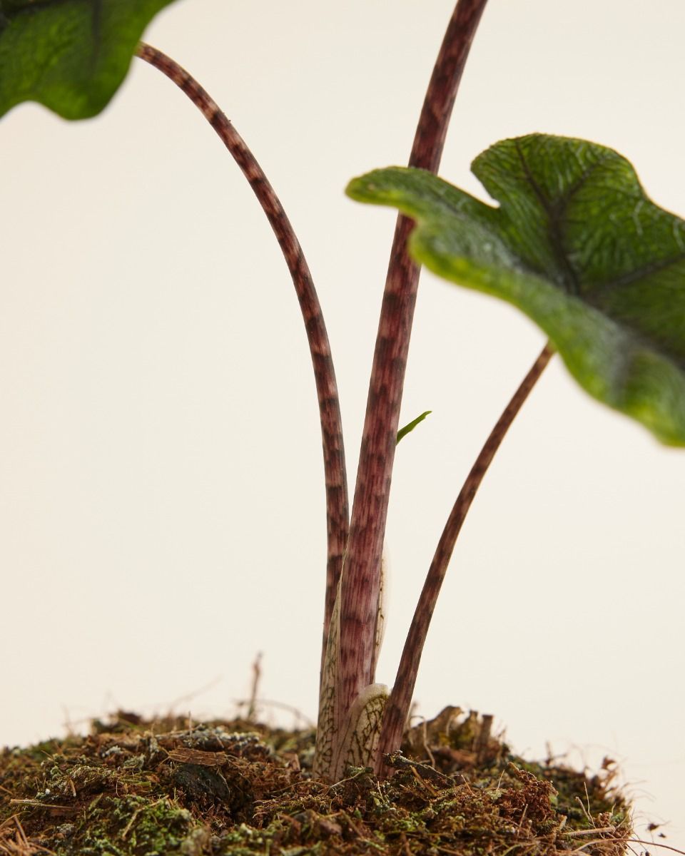 Alocasia Elefantenohr Jacklyn