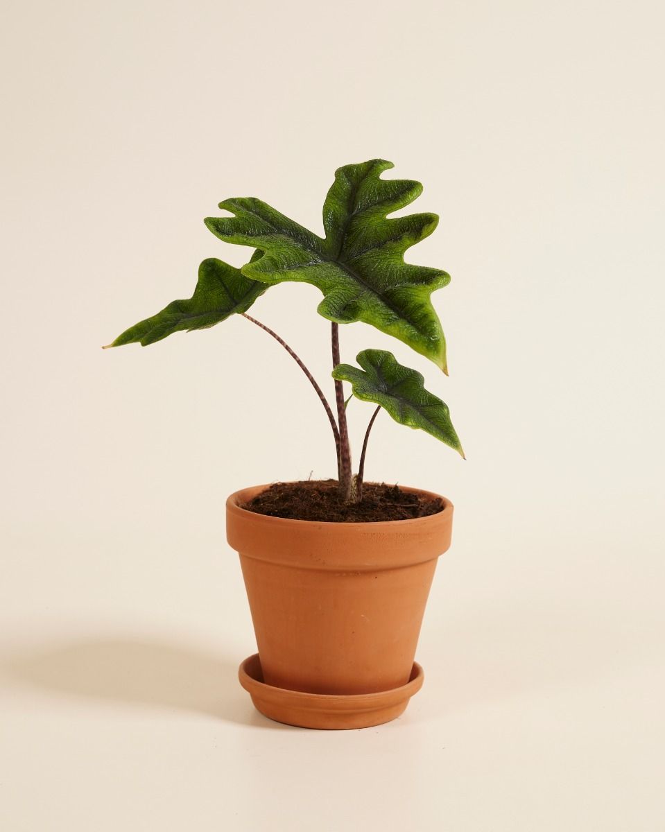 Alocasia Elefantenohr Jacklyn