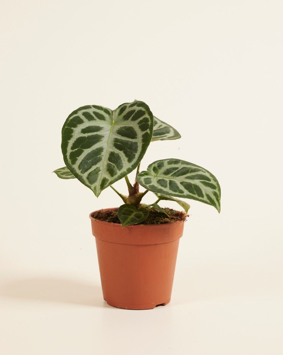 Anthurium Flamingoblumen Silver Blush