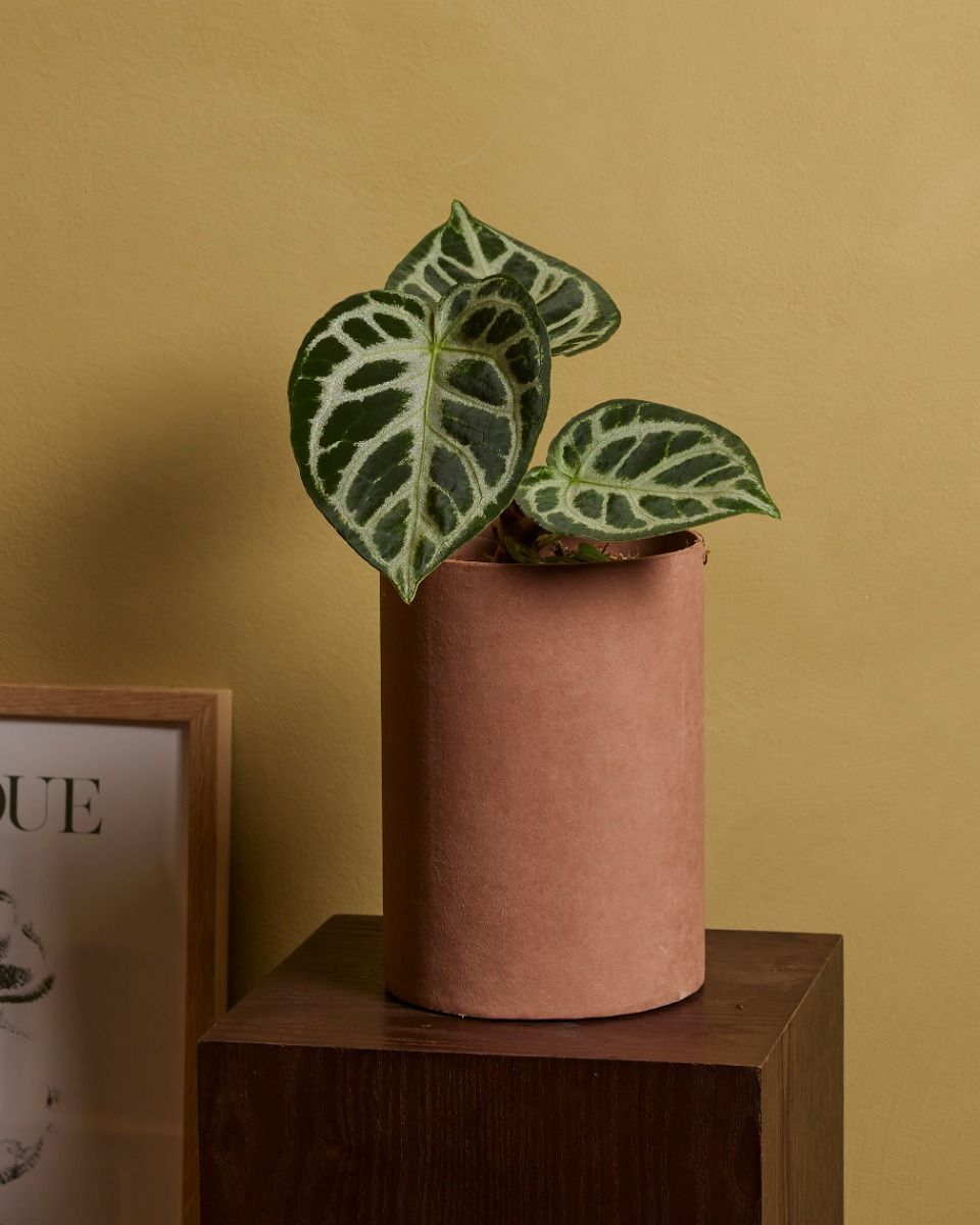 Anthurium Flamingoblumen Silver Blush