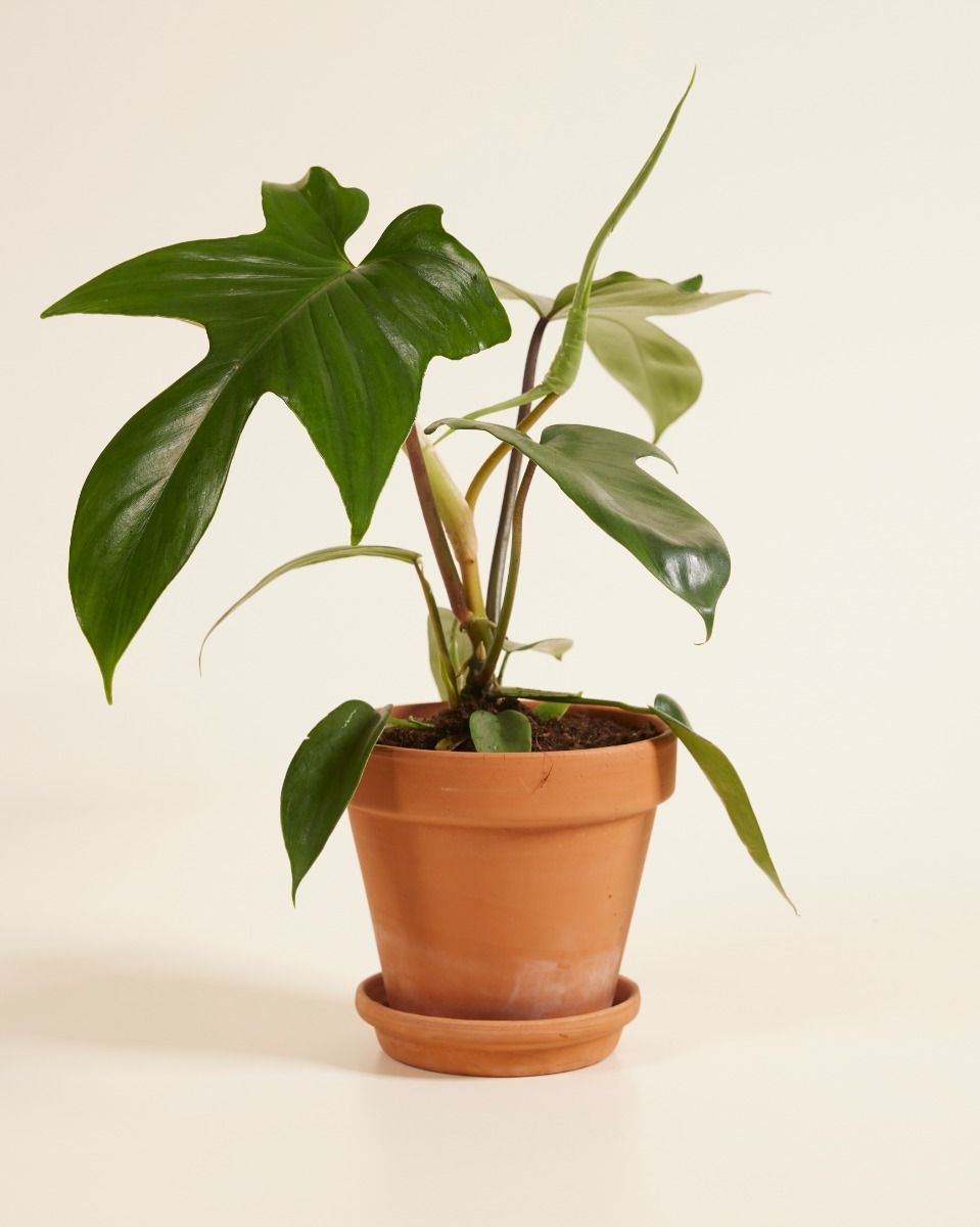 Philodendron Baumfreund Florida Green