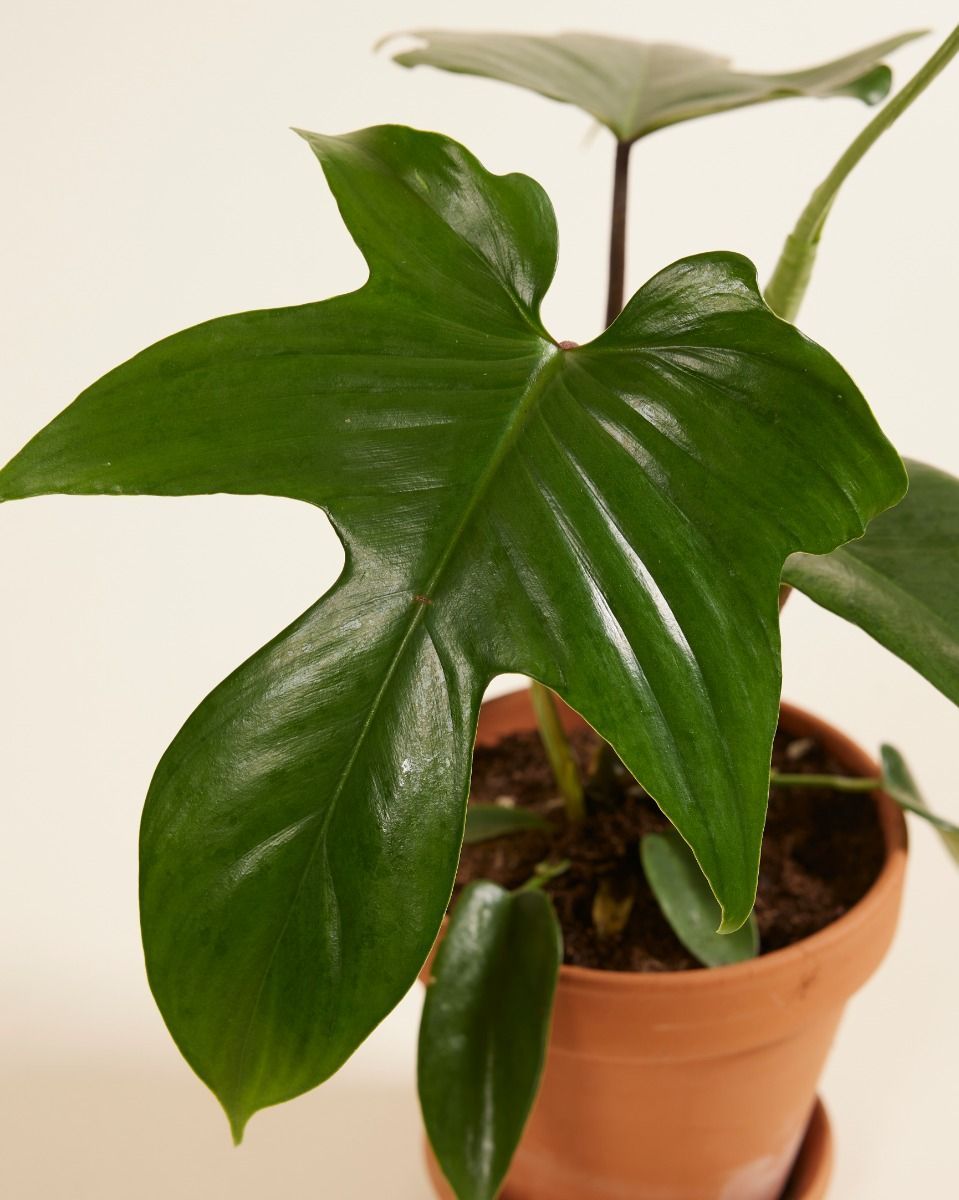 Philodendron Baumfreund Florida Green