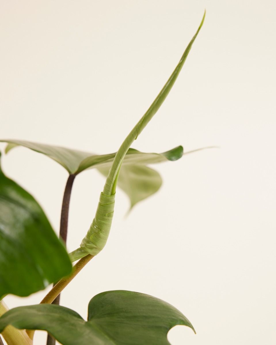 Philodendron Baumfreund Florida Green
