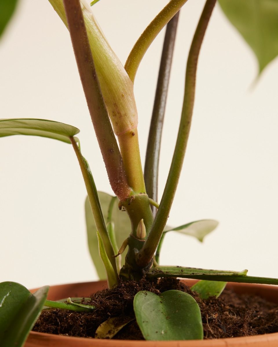Philodendron Baumfreund Florida Green