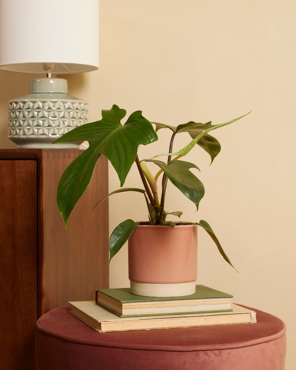 Philodendron Baumfreund Florida Green