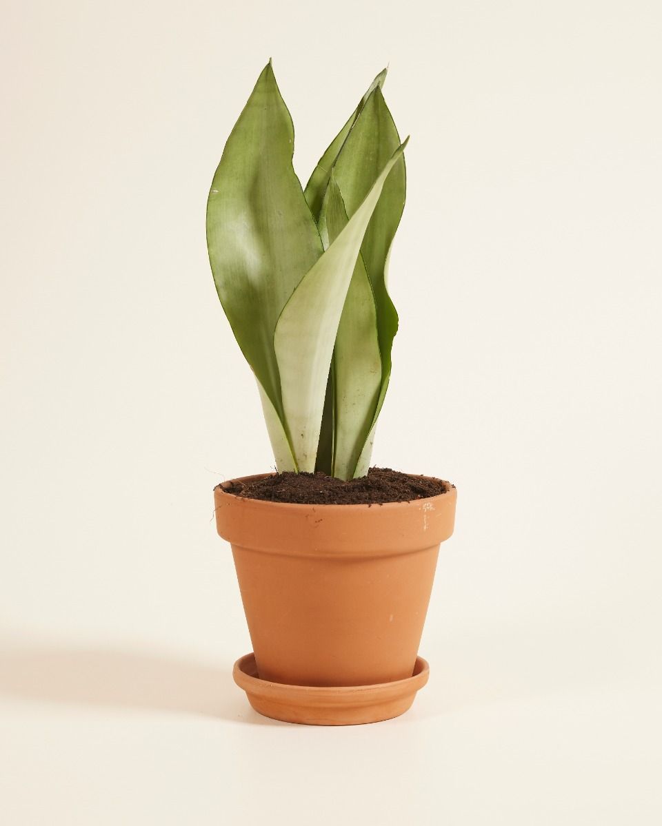 Sansevieria Trifasciata Moonshine Bogenhanf