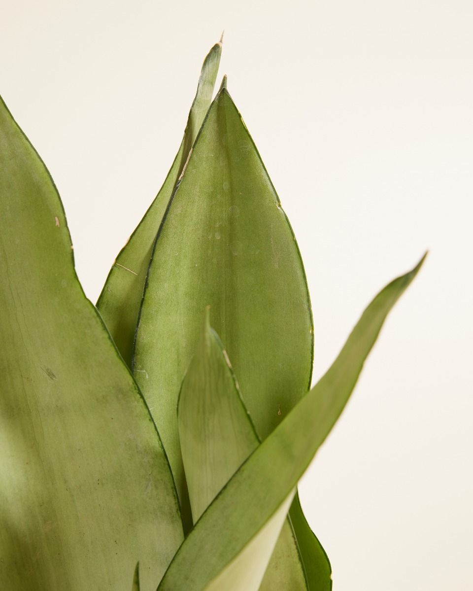 Sansevieria Trifasciata Moonshine Bogenhanf