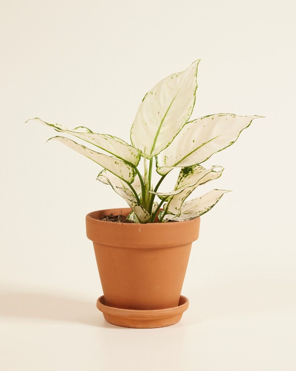Aglaonema Kolbenfaden White Joy