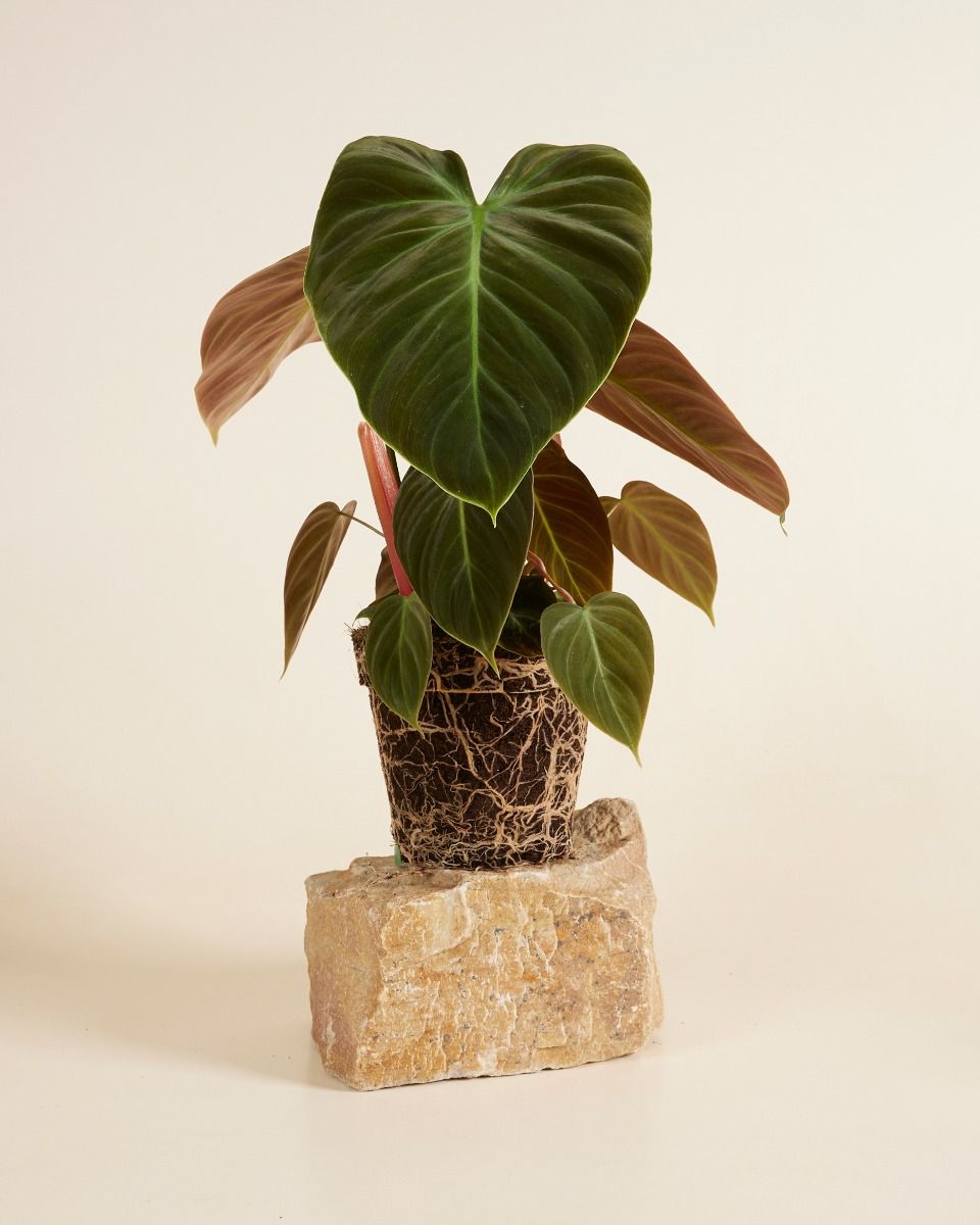 Philodendron Baumfreund El Choco Red