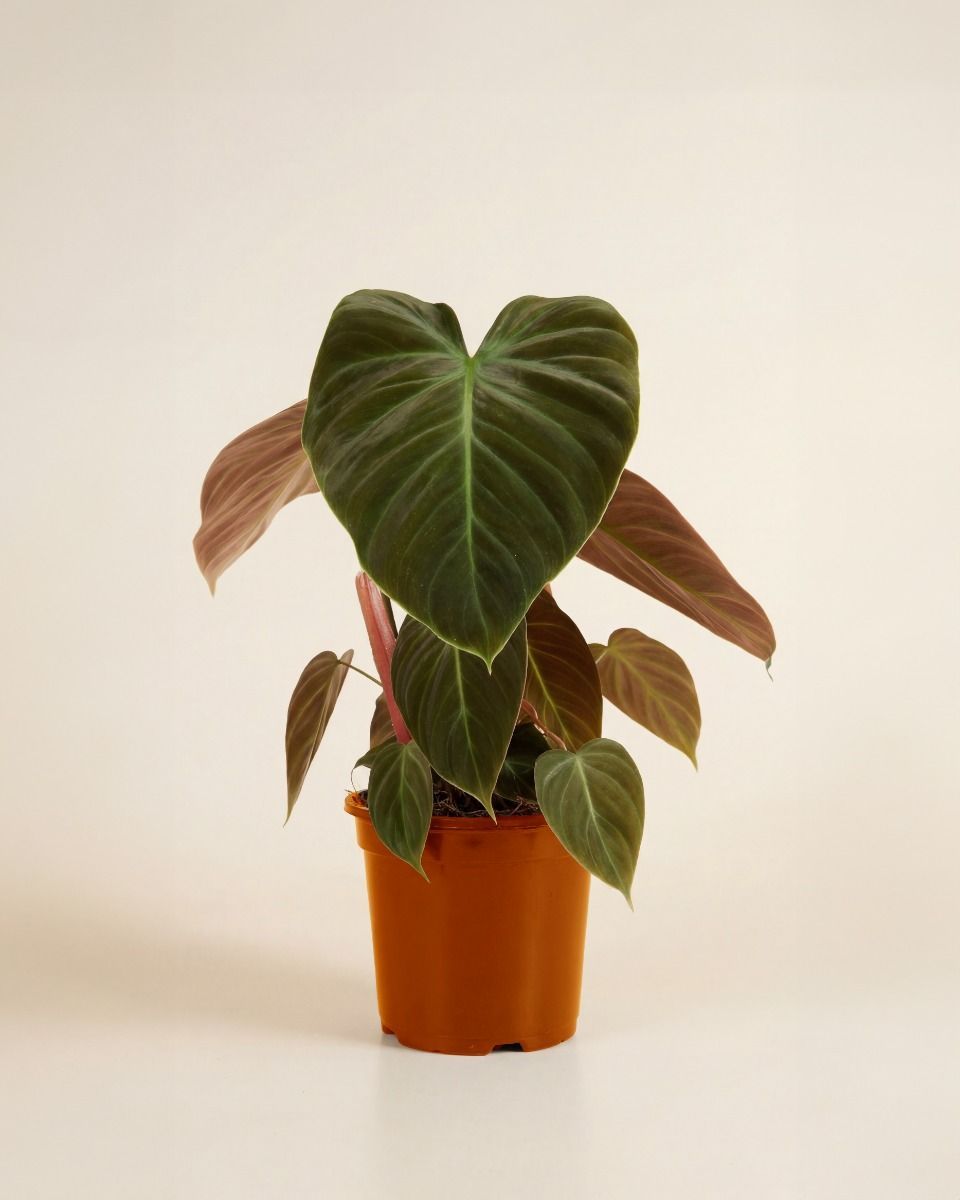 Philodendron Baumfreund El Choco Red