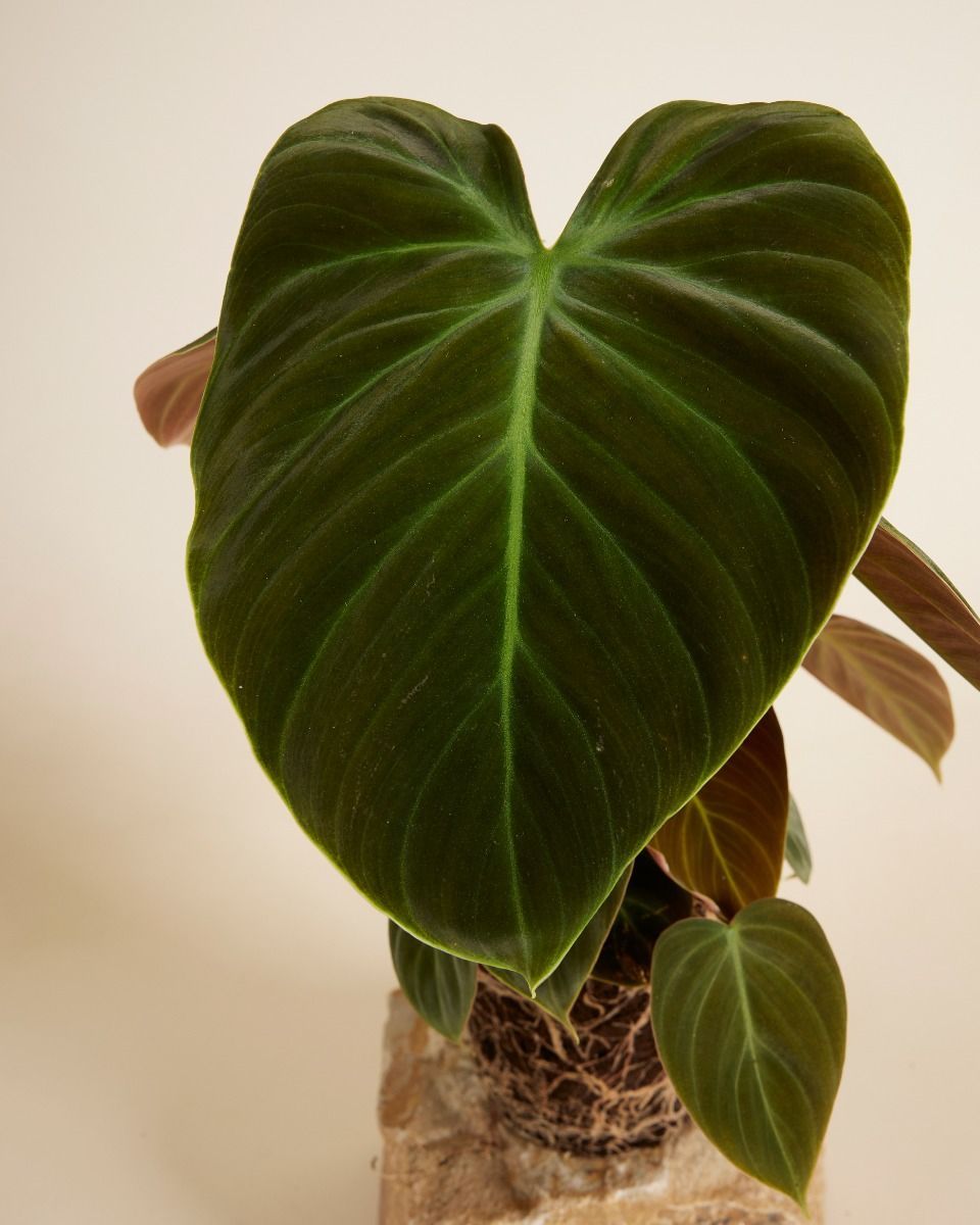 Philodendron Baumfreund El Choco Red