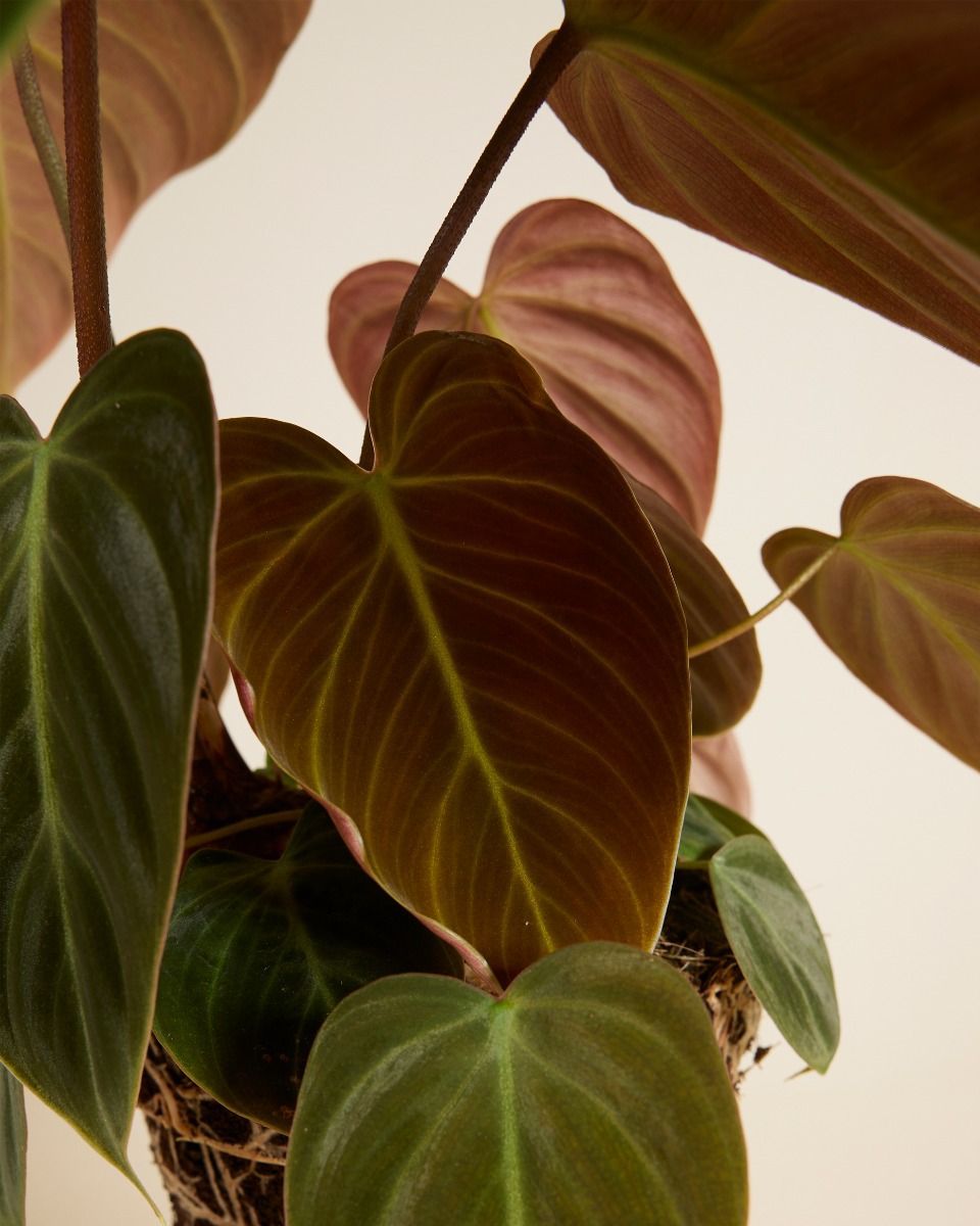 Philodendron Baumfreund El Choco Red