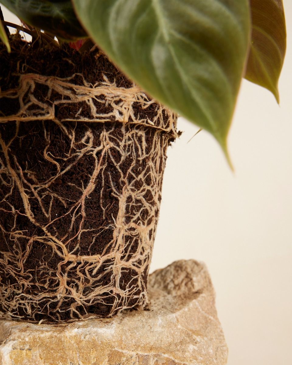 Philodendron Baumfreund El Choco Red