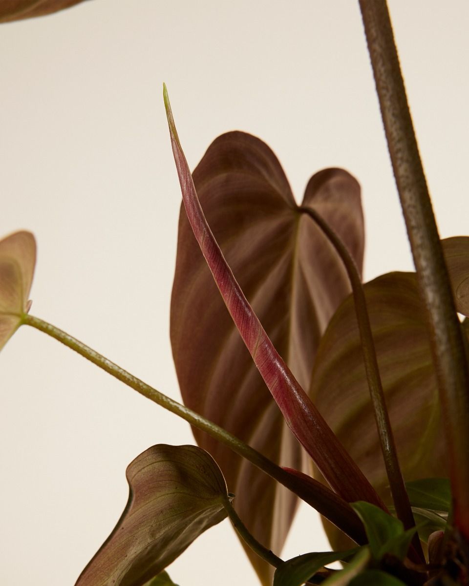 Philodendron Baumfreund El Choco Red