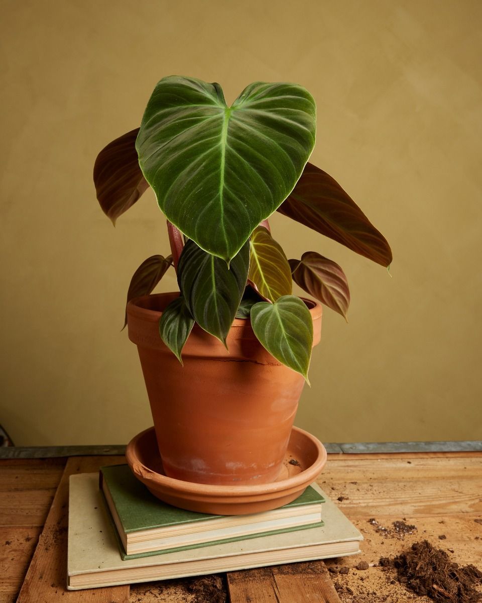 Philodendron Baumfreund El Choco Red