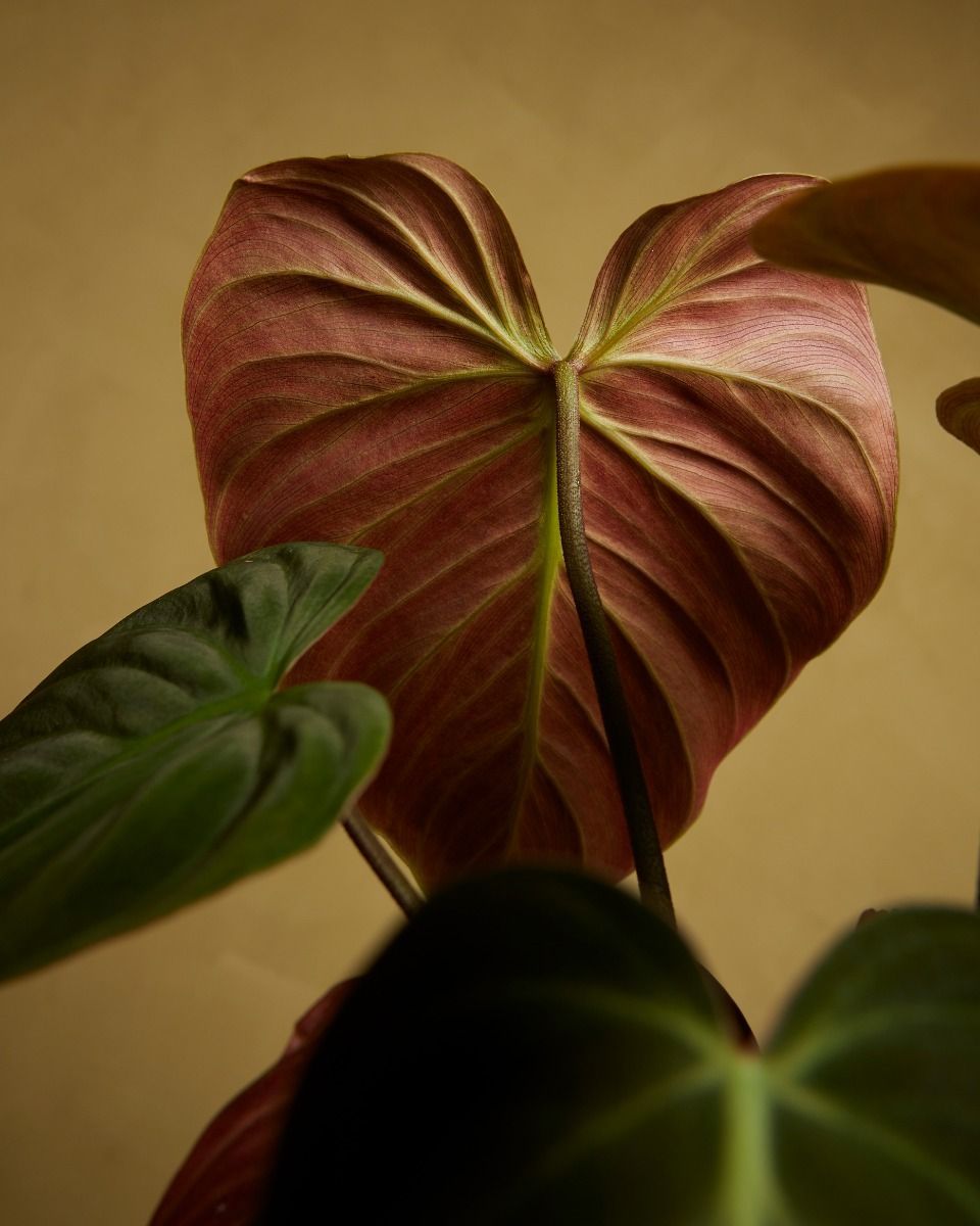 Philodendron Baumfreund El Choco Red