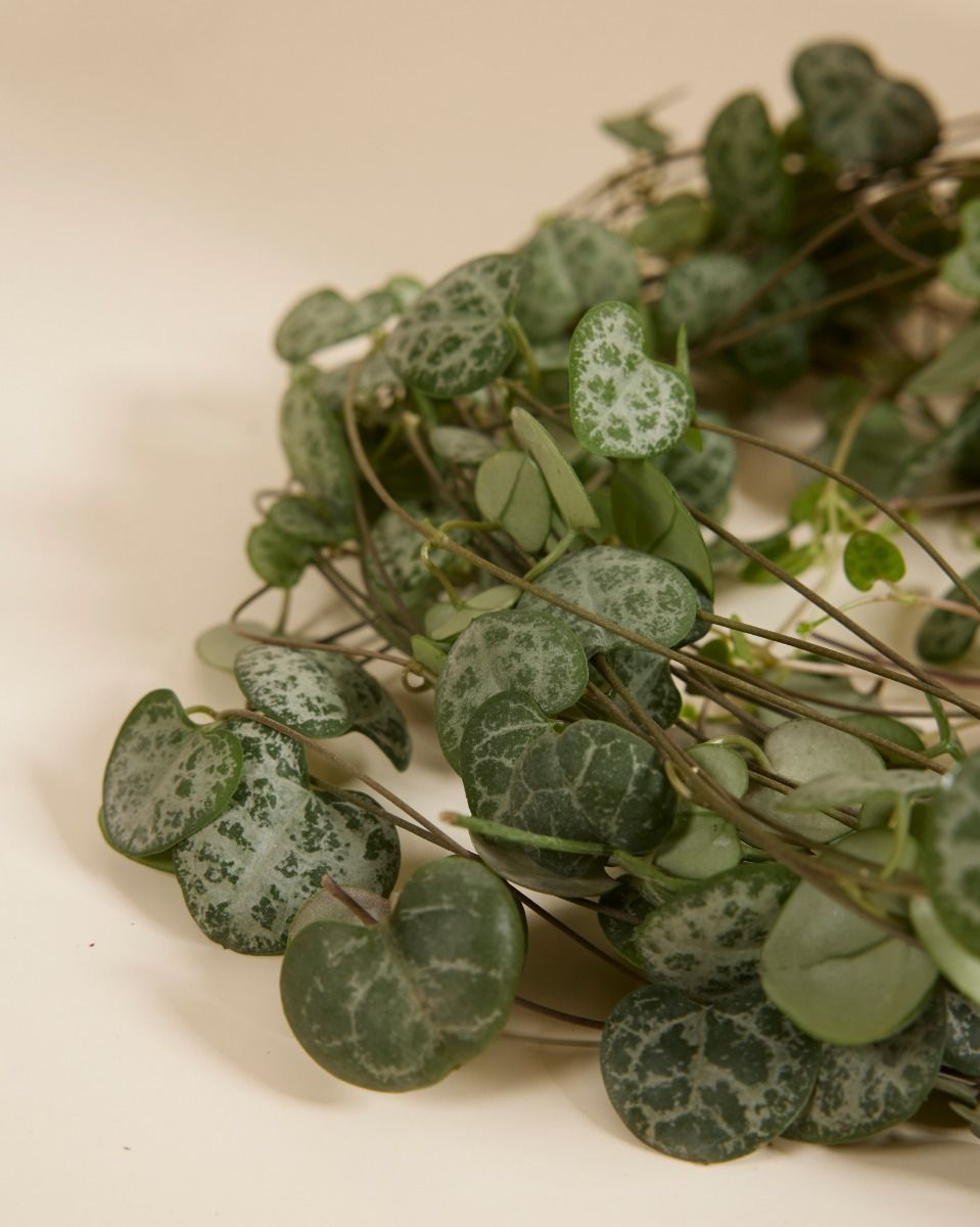 Ceropegia Woodii Leuchterblume String of Hearts