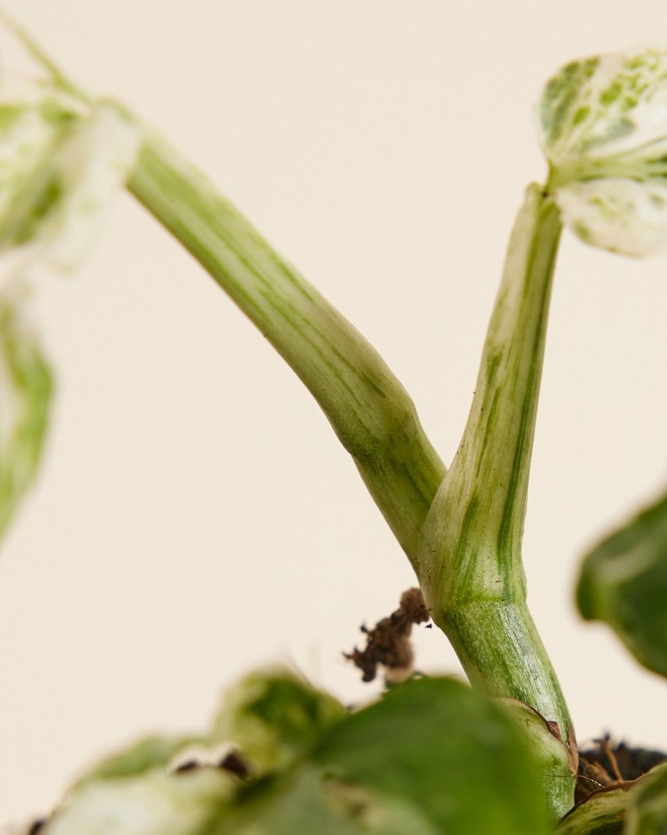 Monstera Fensterblatt Monstera Frozen Freckles