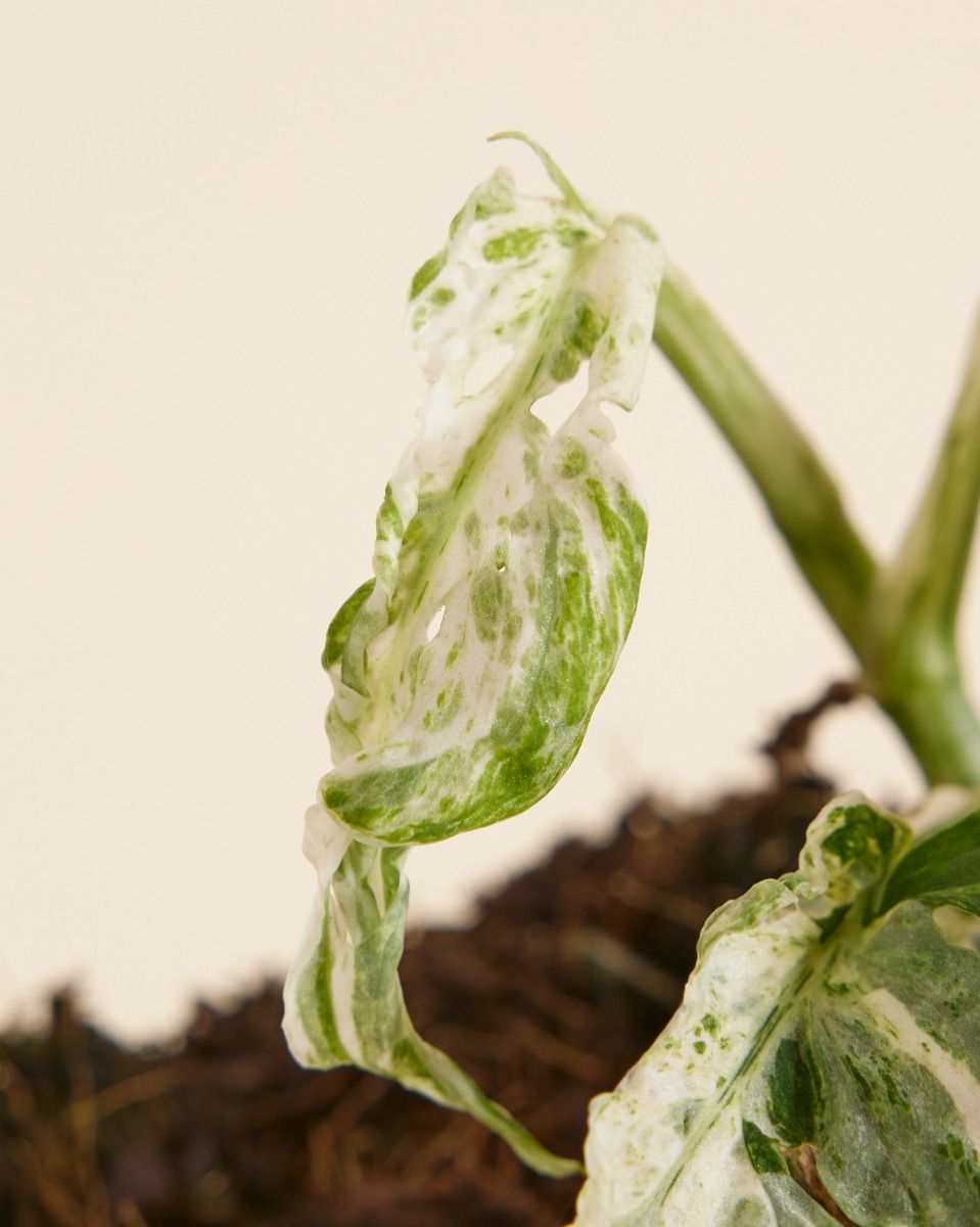 Monstera Fensterblatt Monstera Frozen Freckles