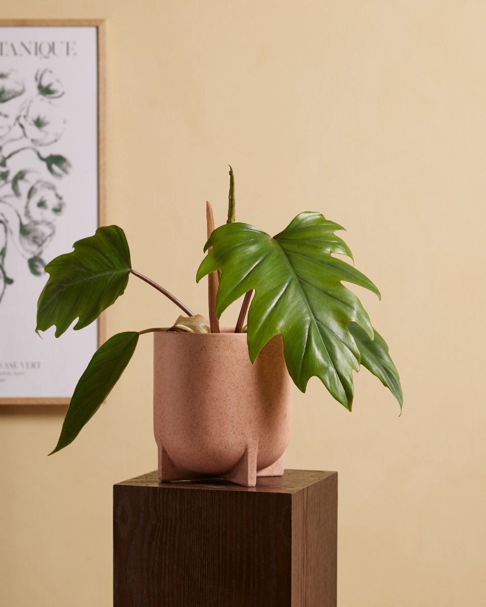 Philodendron Baumfreund Mayoi