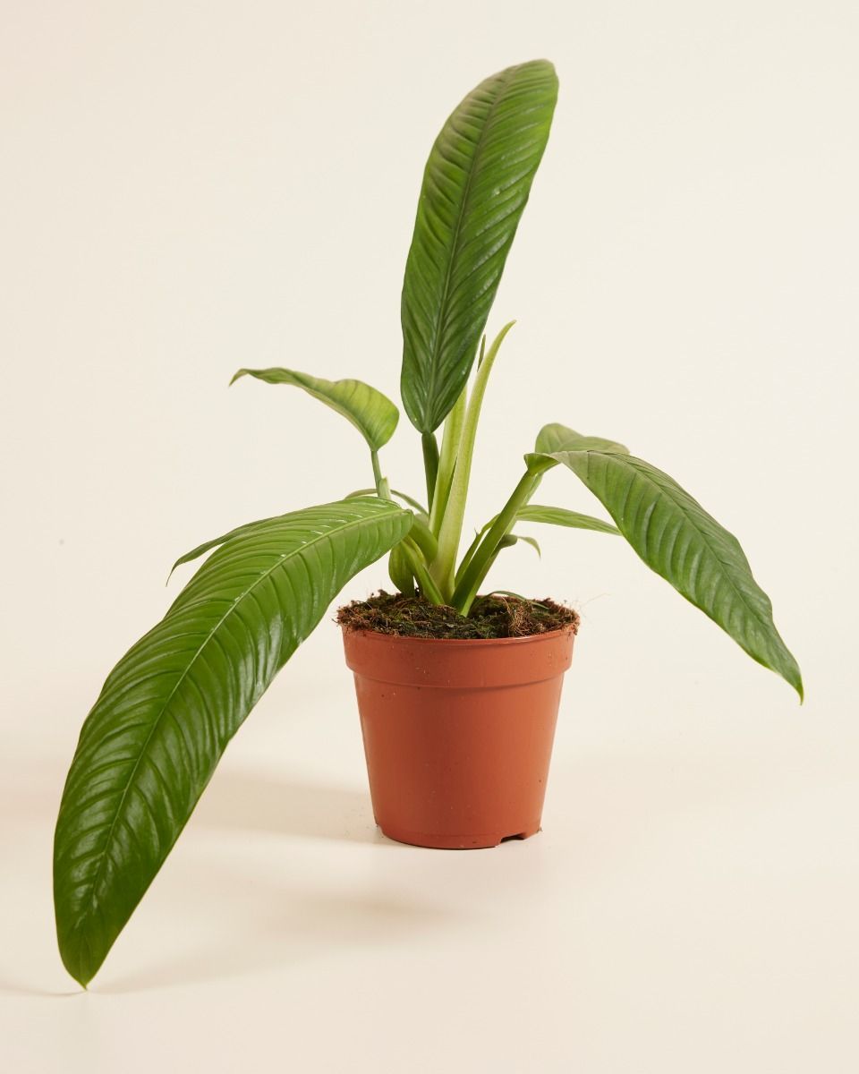 Philodendron Baumfreund Campii