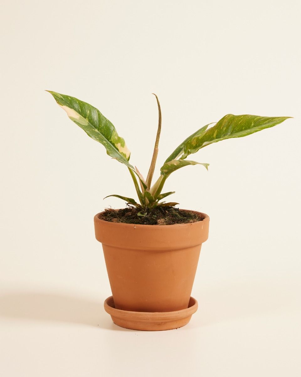 Philodendron Baumfreund Ring of Fire
