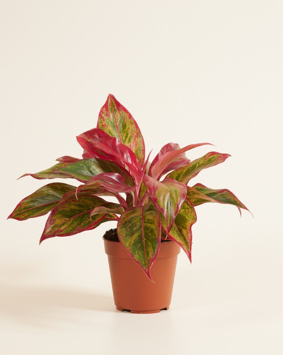 Aglaonema Kolbenfaden Crete Flame