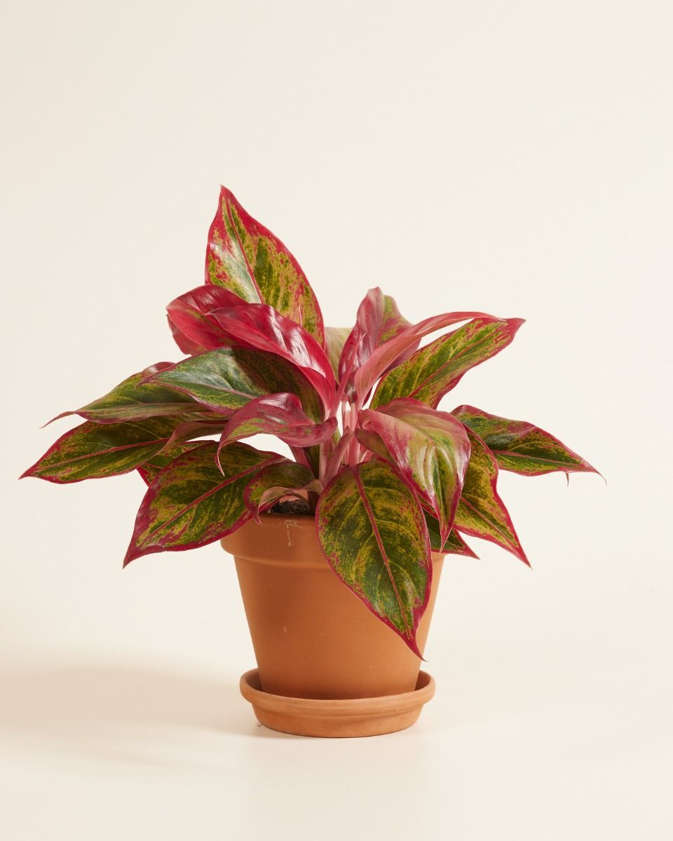Aglaonema Kolbenfaden Crete Flame